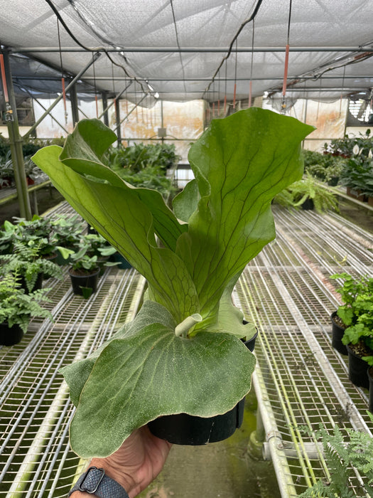 elephant ear plants florida ferns Fern 'Elephant'