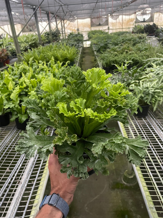 Bird’s Nest 'Leslie' Fern