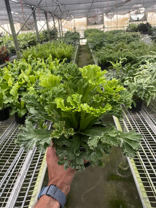 bird's nest fern temperature Bird's Nest Leslie Fern