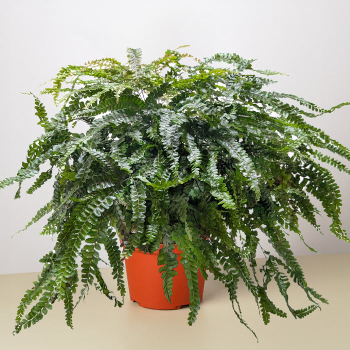 Fern Rosy Maidenhair