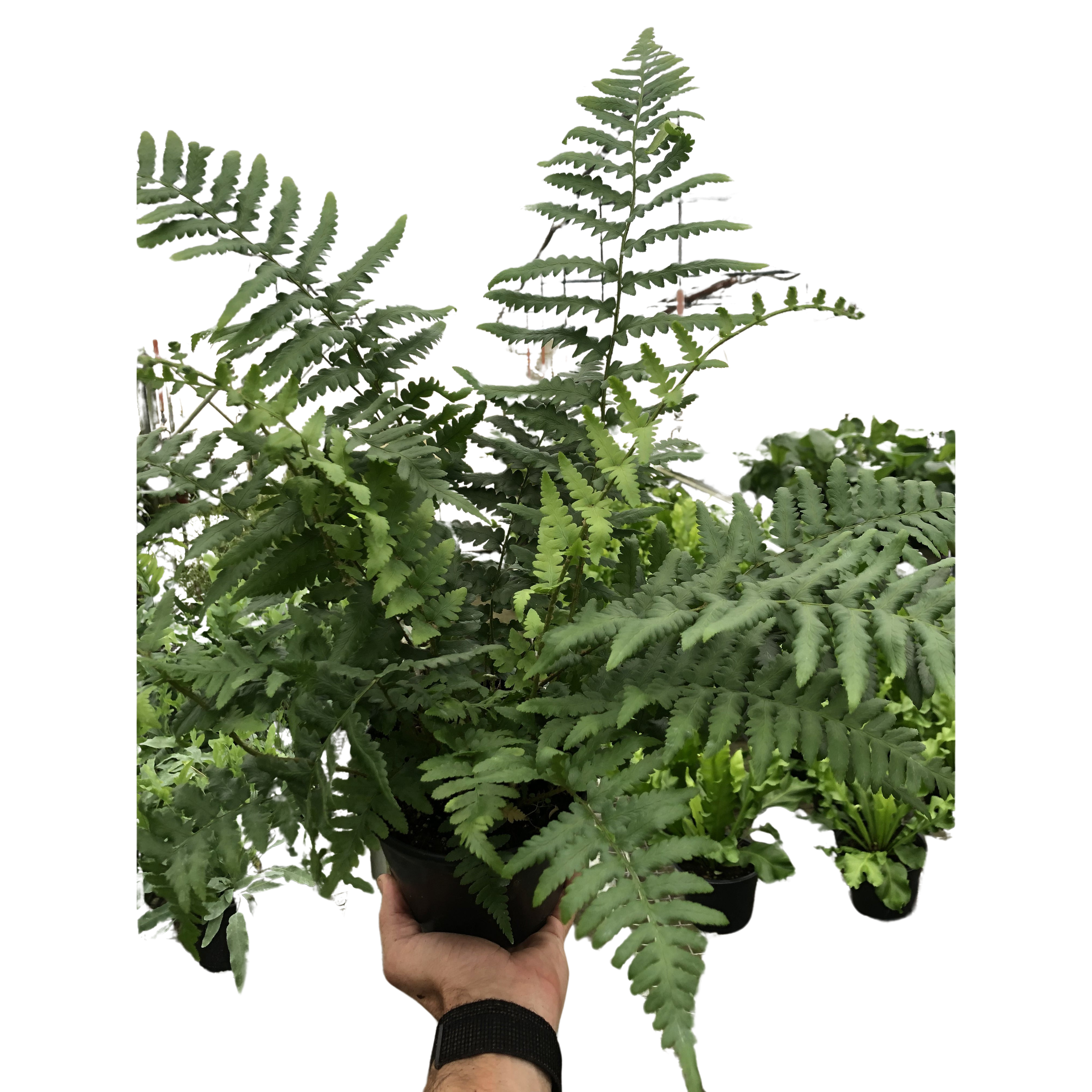 'Southern Shield' Fern