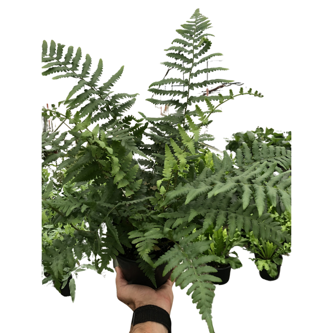'Southern Shield' Fern