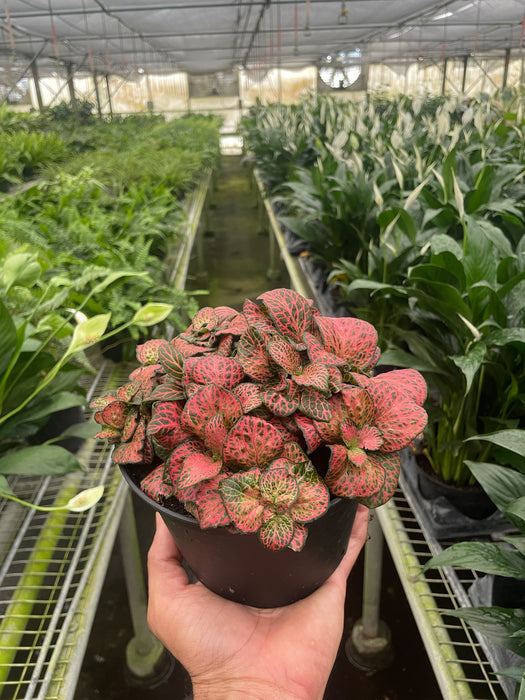 red and green house plant Fittonia 'Red'