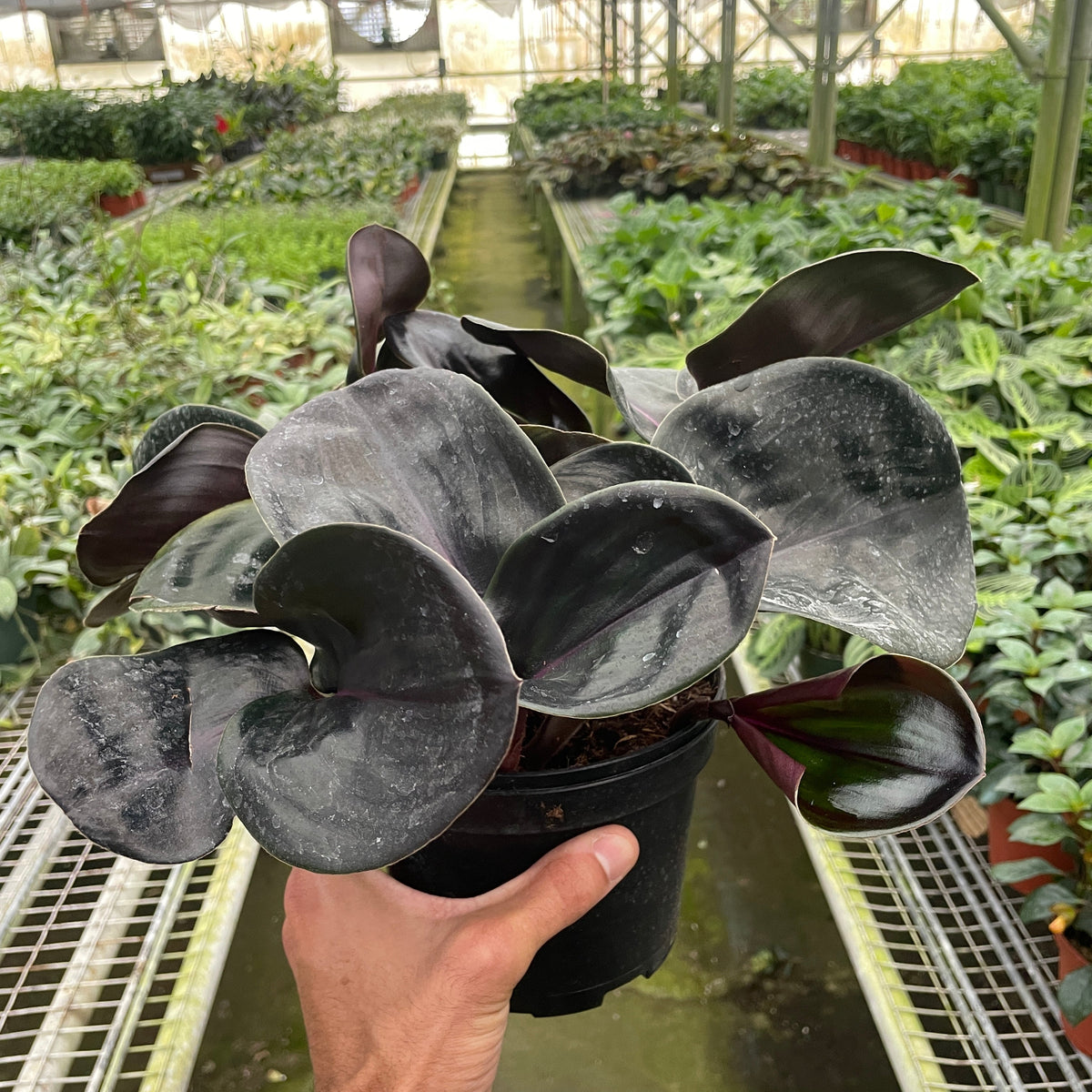 geo house plant Geogenanthus 'Ciliatus'
