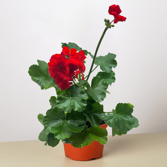 Geranium Red