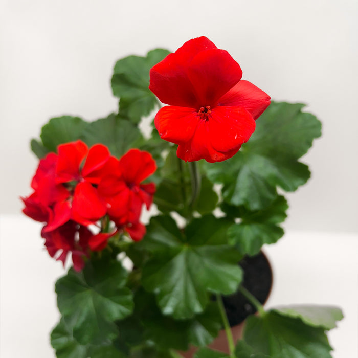 Geranium Red