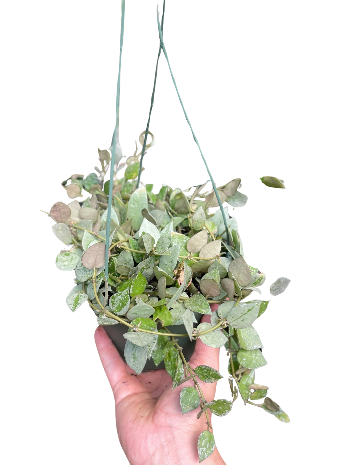 Hoya Krohiana 'Eskimo' | Indoor Plant | Tropical Plant | Potted
