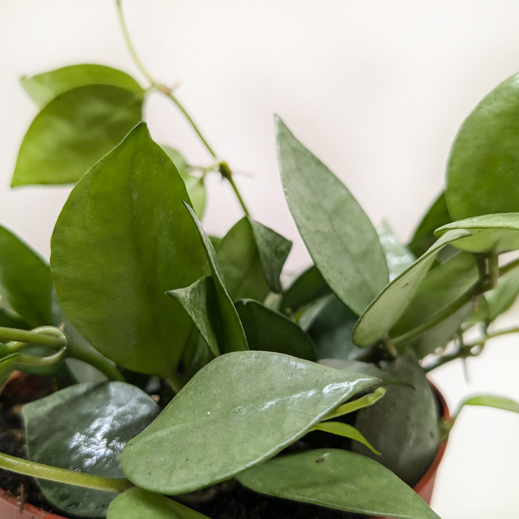 Hoya Krohniana Silver main image 1