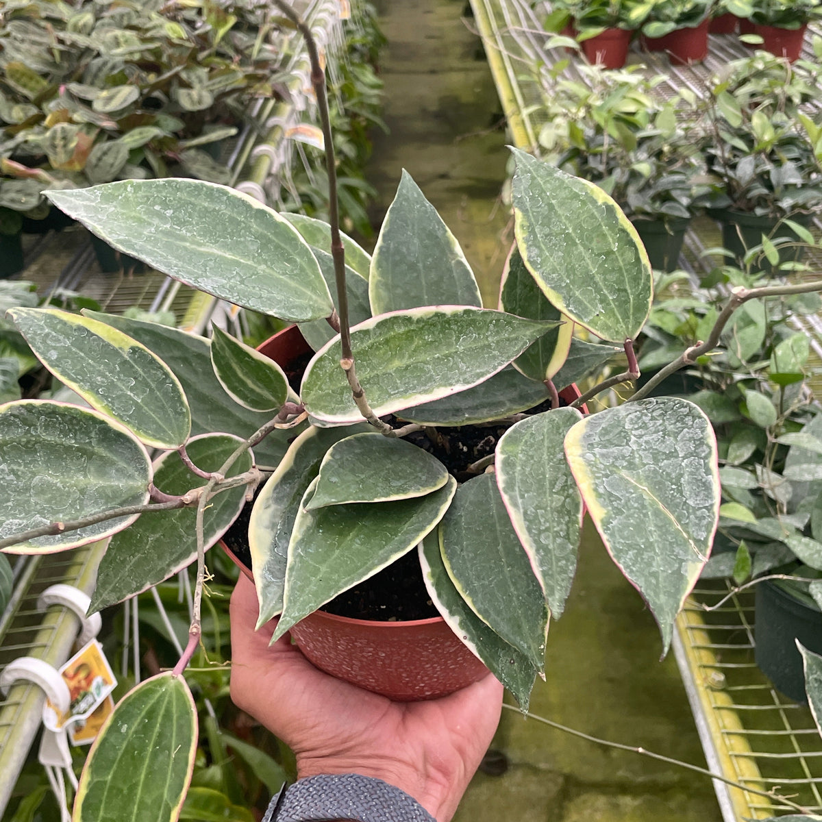 Hoya Macrophylla Variegated