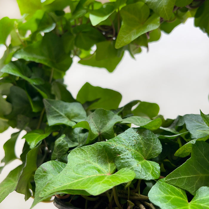 Ivy Green Topiary Heart