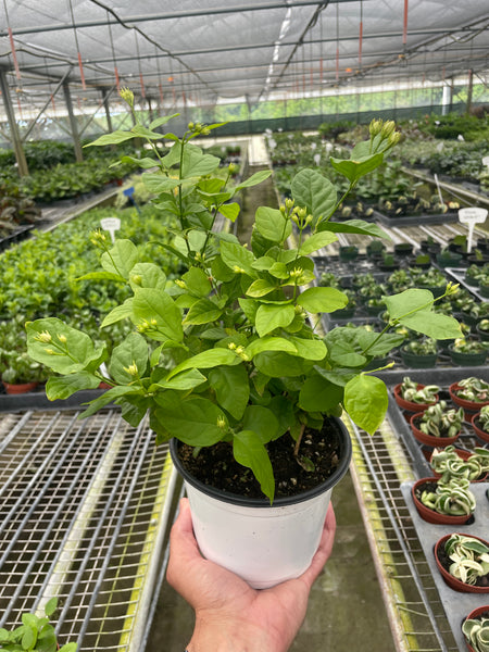 jasminum sambac indoor plant Jasmine Sambac | Indoor Plant | Tropical Plant | Potted Plant