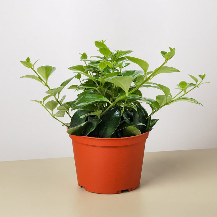 lipstick indoor plant Lipstick Plant | Aeschynanthus | Tropical Plant | Potted Plant