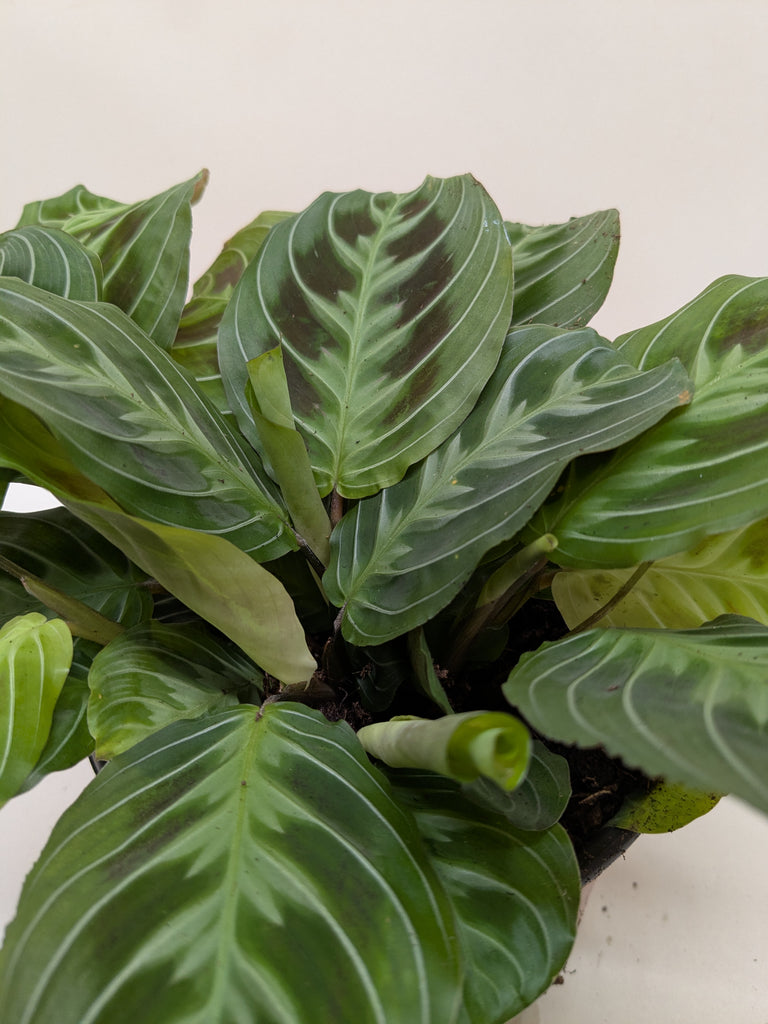 black prayer plant Maranta Black