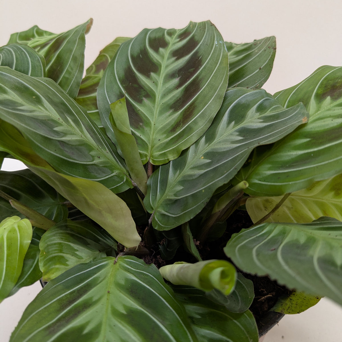 black prayer plant Maranta 'Silver Band'