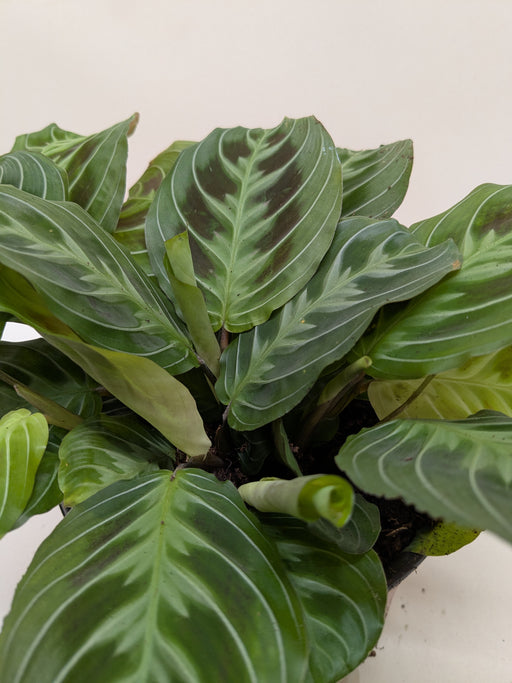 black maranta prayer plant Maranta 'Silver Band'