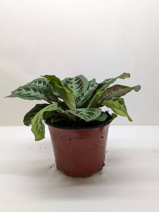 black maranta prayer plant Maranta 'Silver Band'
