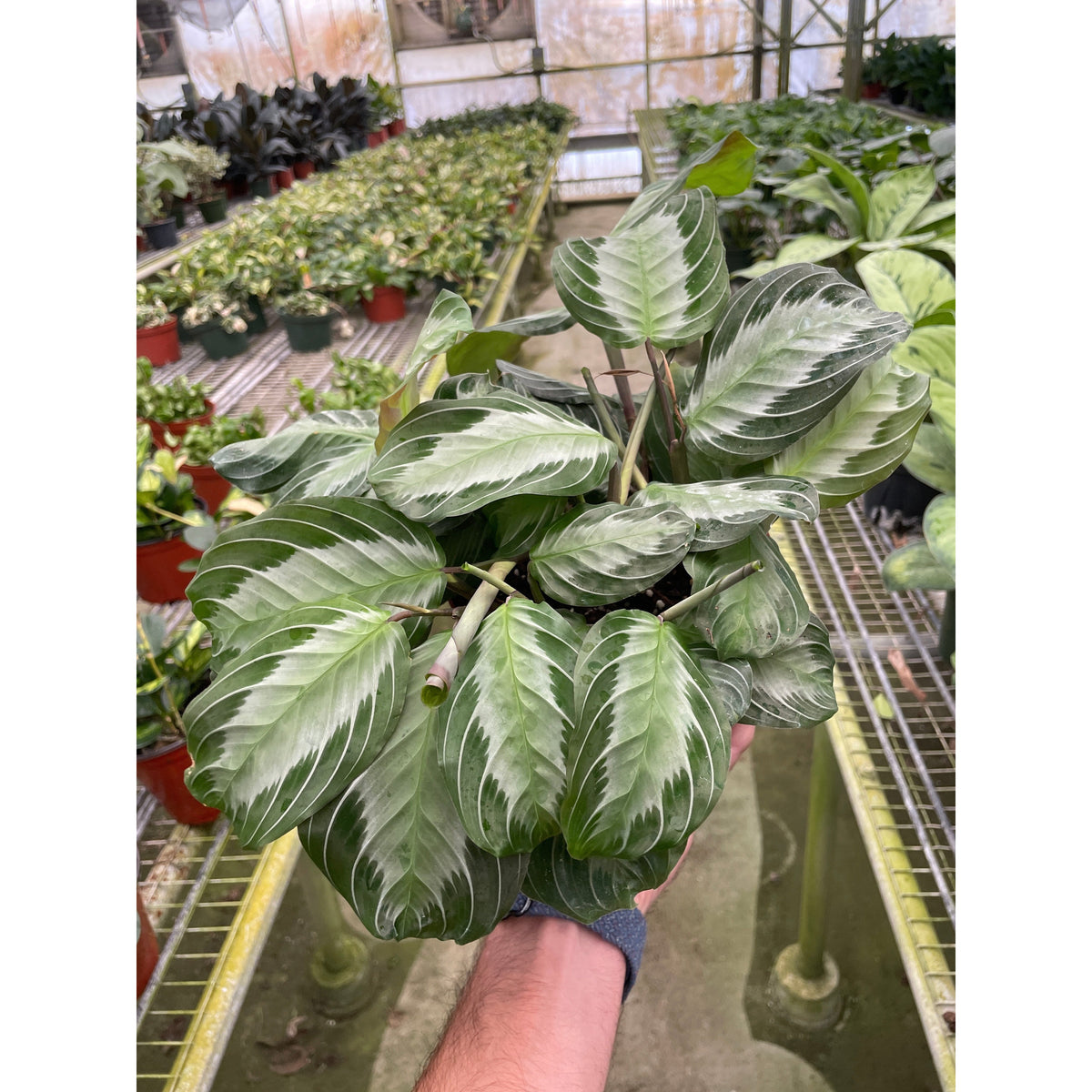 silver leaf house plant Maranta 'Silver Band'
