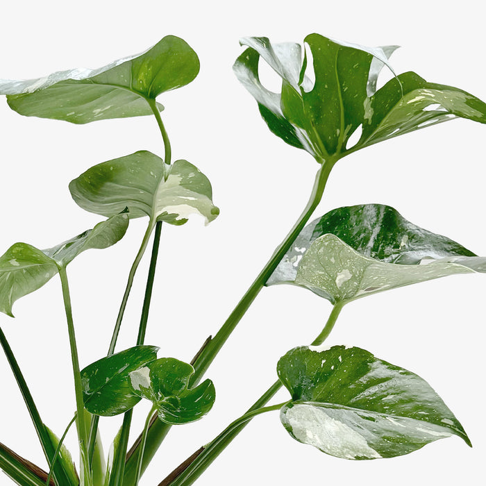 thai monstera plant for sale Monstera 'Thai Constellation'