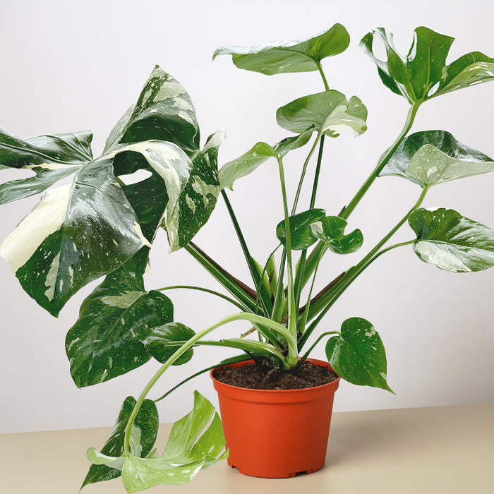 monstera thai constellation near me Monstera 'Thai Constellation' | Indoor Plant | Tropical Plant | Potted Plant