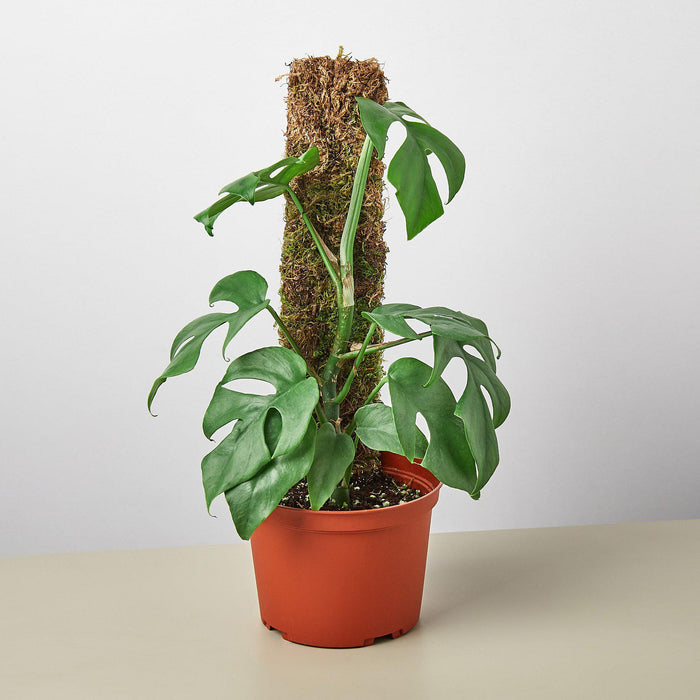philodendron minima vs monstera minima Philodendron Mini Monstera Minima