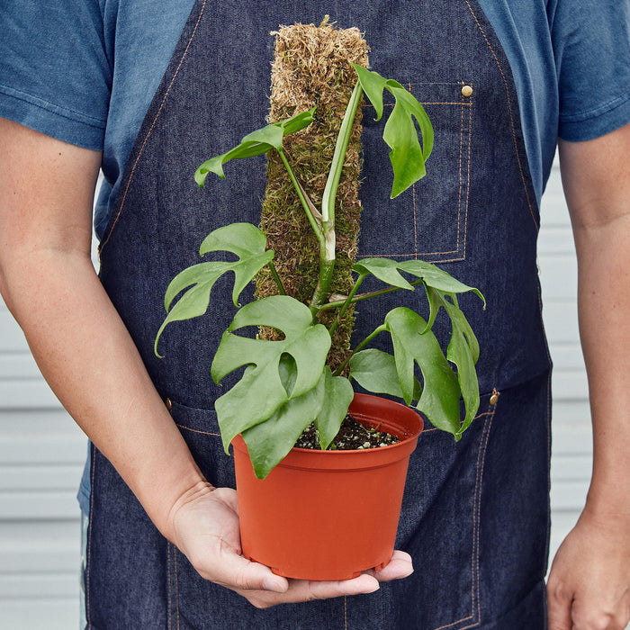 philodendron minima care Philodendron Mini Monstera Minima