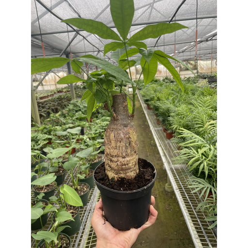 Phalaenopsis Rose Pourpre h35cm - Plante d'Intérieur Fleurie Unique – La  Green Touch