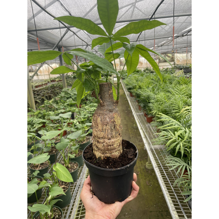 sing song round the money tree Money Tree 'Guiana Chestnut' Pachira Stump