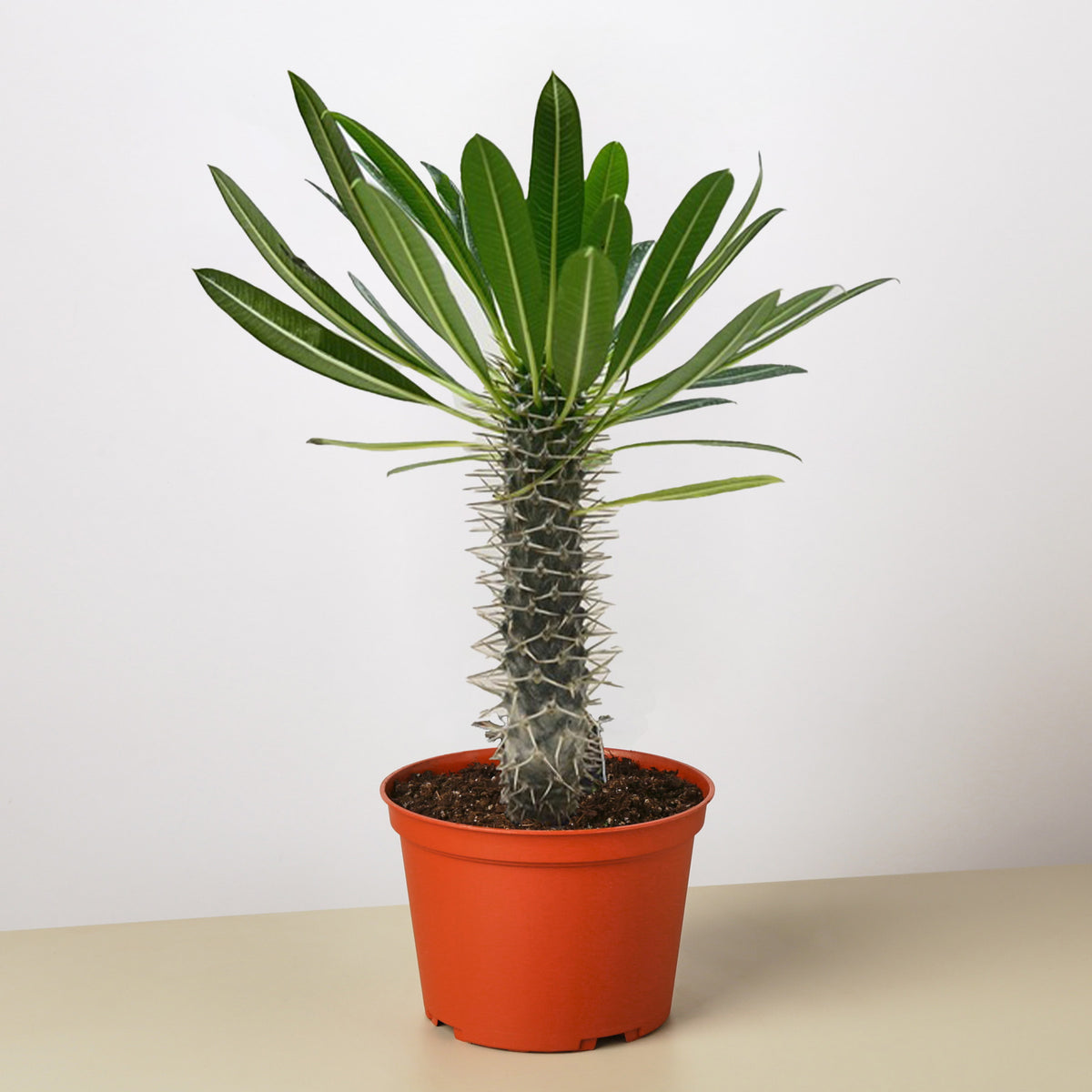 madagascar palm plant Pachypodium 'lamerei' (Madagascar Palm) | Indoor Plant | Tropical Plant | Potted Plant