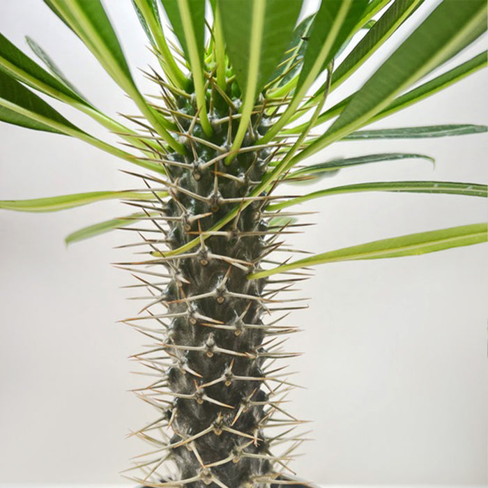 madagascar palm house plant Pachypodium 'lamerei' (Madagascar Palm) | Indoor Plant | Tropical Plant | Potted Plant