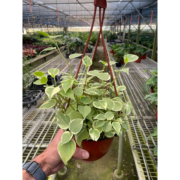 philodendron cupid Peperomia 'Cupid'