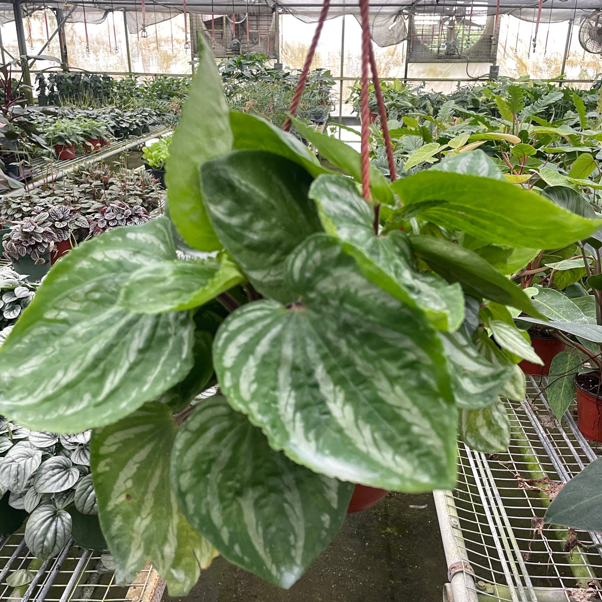 Peperomia Ecuador