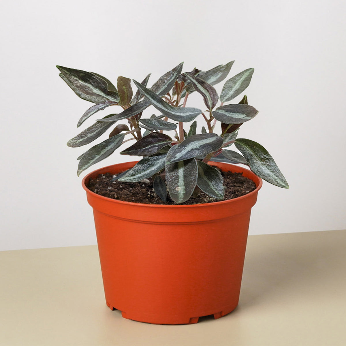 peperomia house plant Peperomia 'Metallica' | Indoor Plant | Tropical Plant | Potted Plant