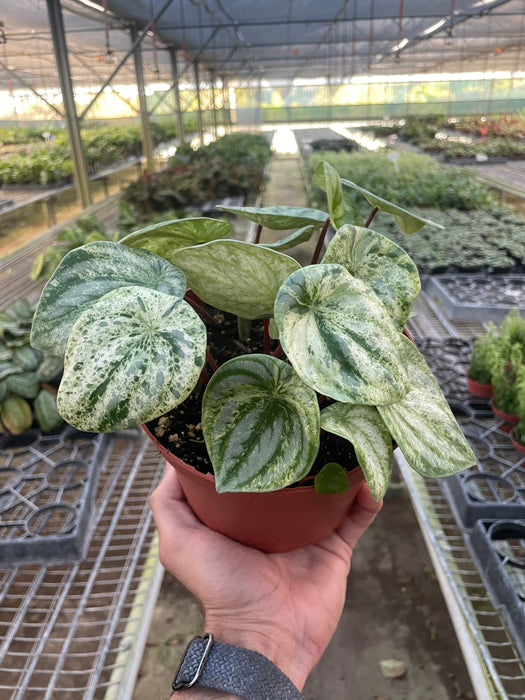 watermelon money plant Peperomia 'Watermelon Variegated' | Indoor Plant | Tropical Plant | Potted Plant