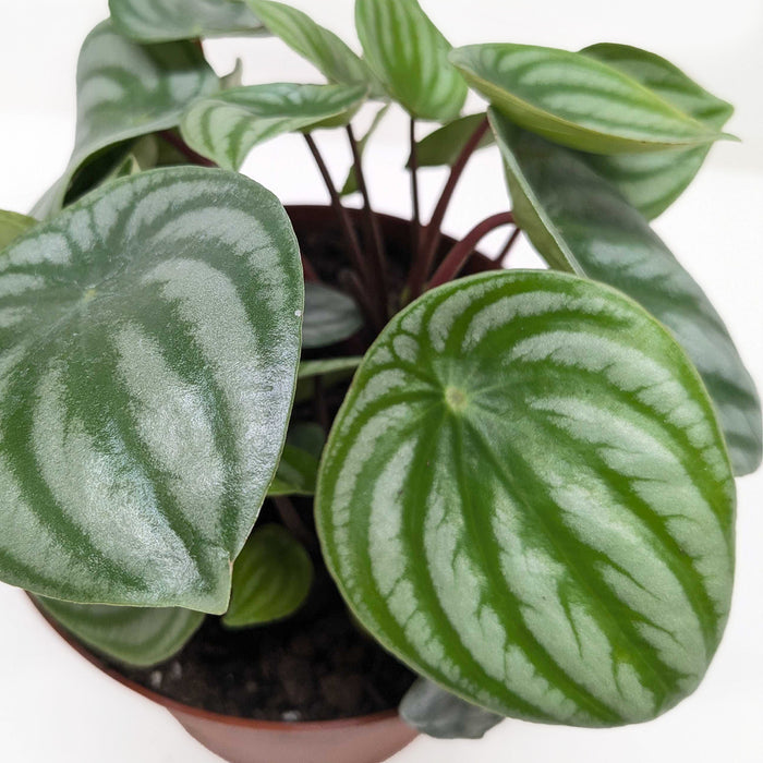 melon indoor plant Peperomia 'Watermelon' | Indoor Plant | Tropical Plant | Potted Plant