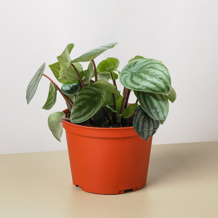 is watermelon peperomia an indoor plant Peperomia 'Watermelon' | Indoor Plant | Tropical Plant | Potted Plant