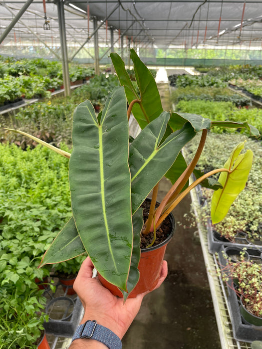 philodendron billietiae price philippines Philodendron 'Billietiae'