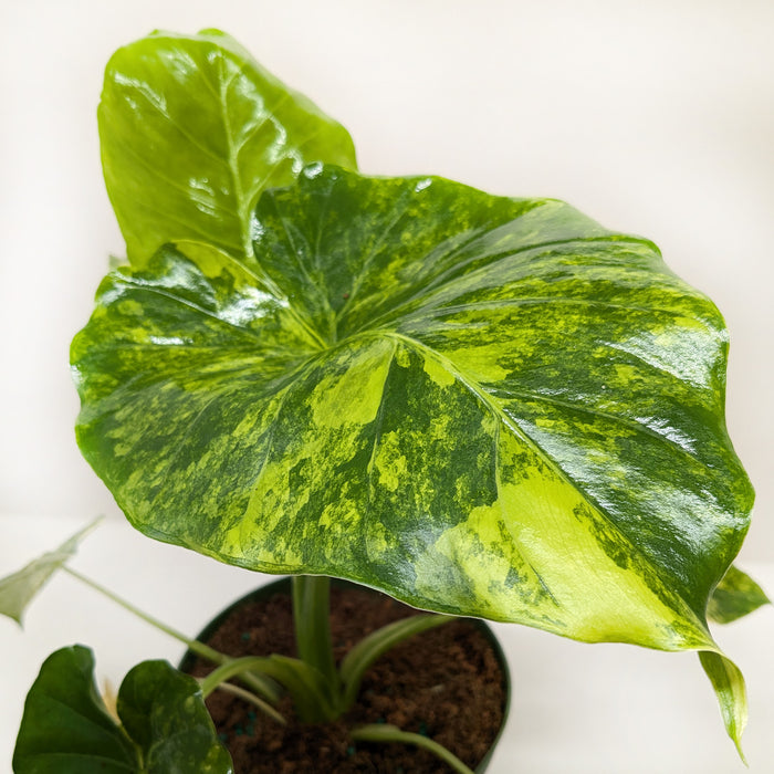 philodendron burle marx common name Philodendron Burle Marx Albo