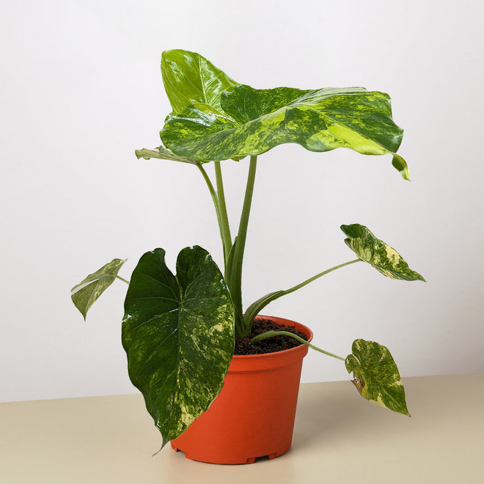 burle marx philodendron indoor care Philodendron 'Brasil' | Indoor Plant | Tropical Plant