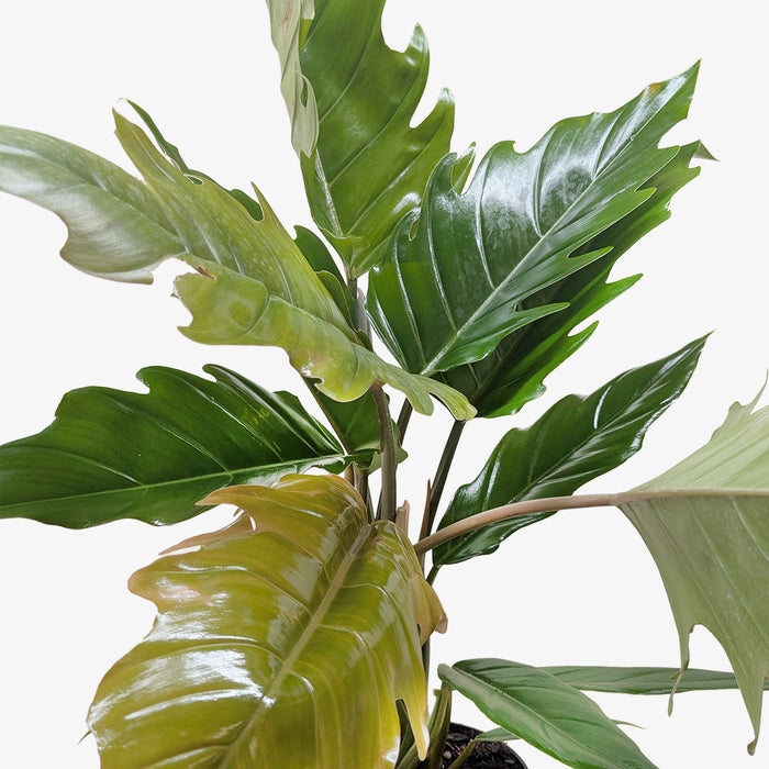 philodendron choco empress scientific name Philodendron Choco Empress