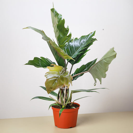 philodendron chocolate chip Philodendron Choco Empress
