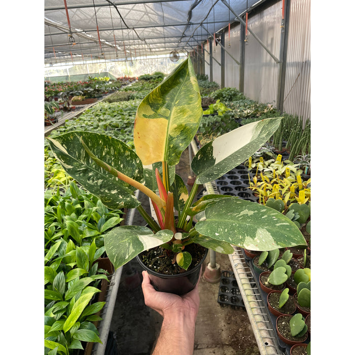 philodendron green congo plant Philodendron 'Congo Green Variegated'