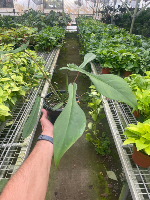 philodendron joepii ebay Philodendron 'Joepii' | Indoor Plant | Tropical Plant | Potted Plant