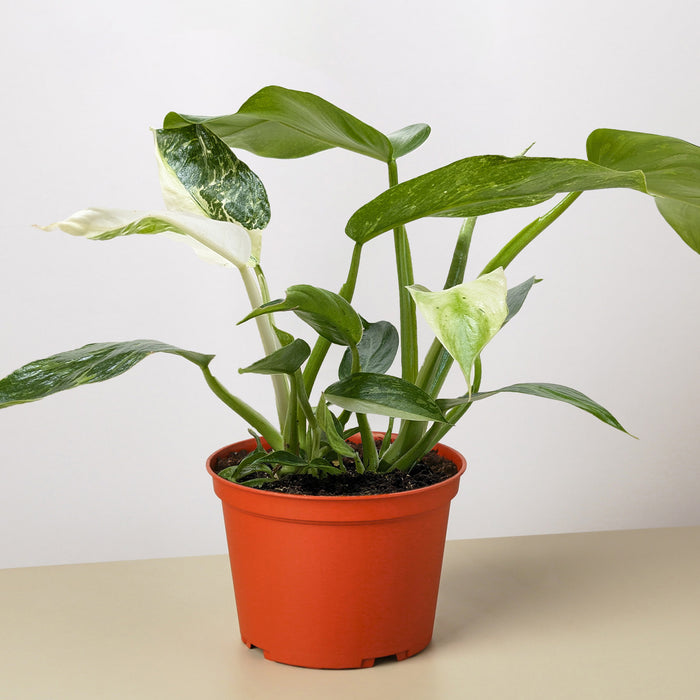 philodendron jose buono price Philodendron Jose Bueno