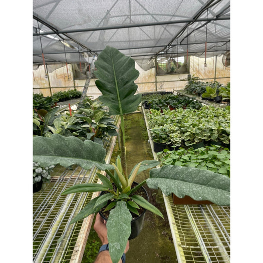 Philodendron 'Jungle Boogie'