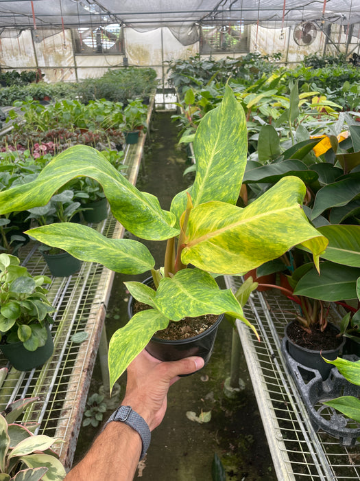 orange marmalade philodendron Philodendron 'Orange Marmalade'