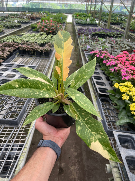 variegated philodendron ring of fire Philodendron 'Variegated Ring of Fire ' | Indoor Plant | Tropical Plant | Potted Plant