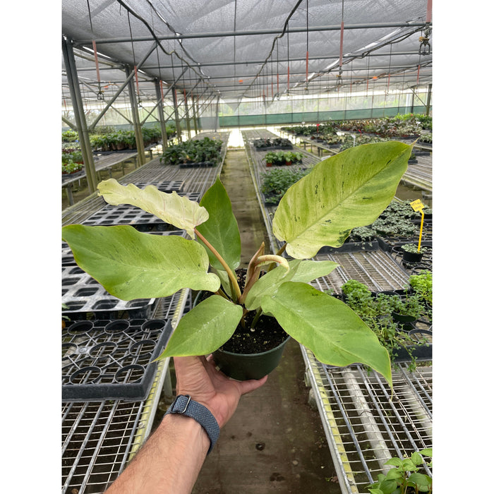 philodendron snowdrift for sale Philodendron 'Snowdrift'