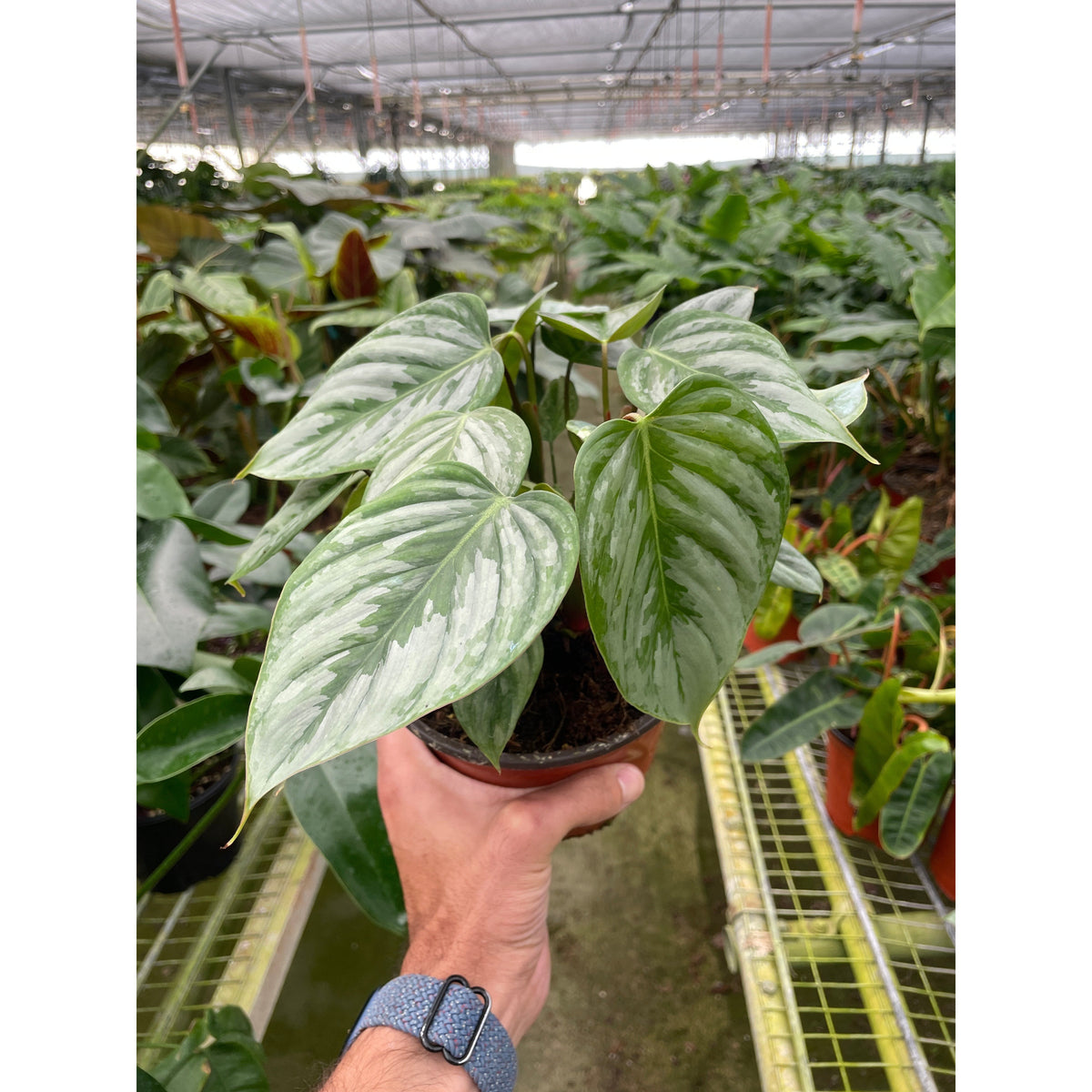 philodendron sodiroi kaufen Philodendron 'Sodiroi'