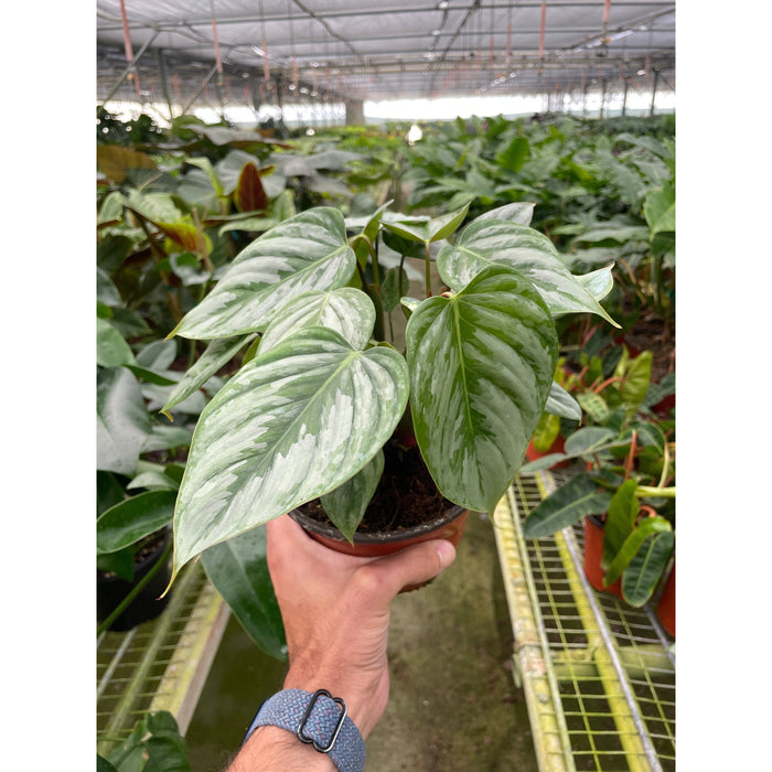 philodendron sodiroi Philodendron 'Sodiroi' | Indoor Plant | Tropical Plant | Potted Plant