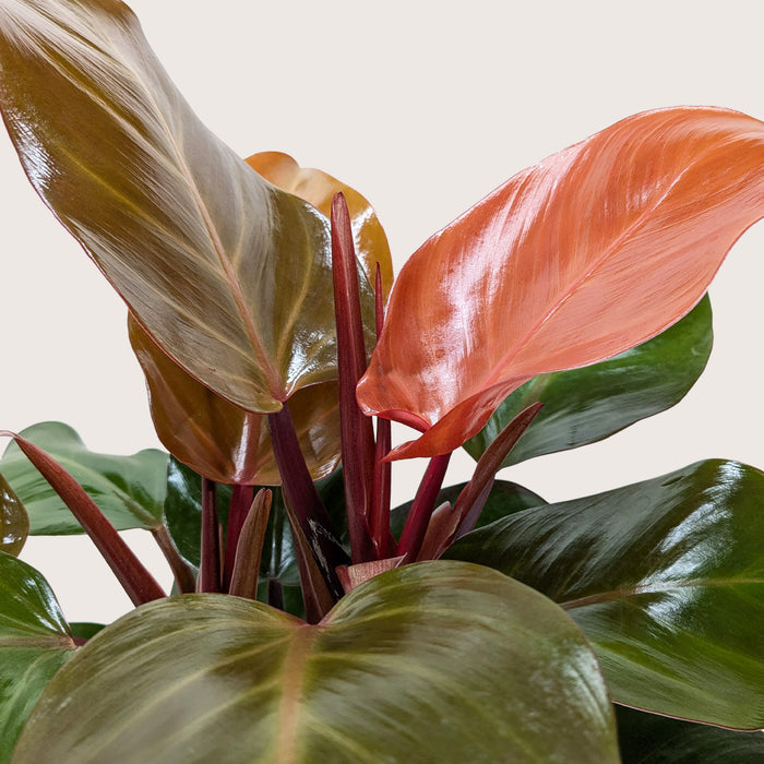 philodendron red sunlight Philodendron 'Sun Red'